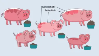 Zeichnung mit vier Schweinen und den Begriffen "Muskelschicht" und "Fettschicht"